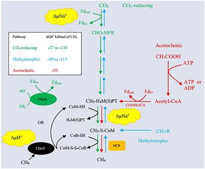 Phytogenic Additives Can Modulate Rumen Microbiome to Mediate Fermentation Kinetics and Methanogenesis Through Exploiting Diet–Microbe Interaction